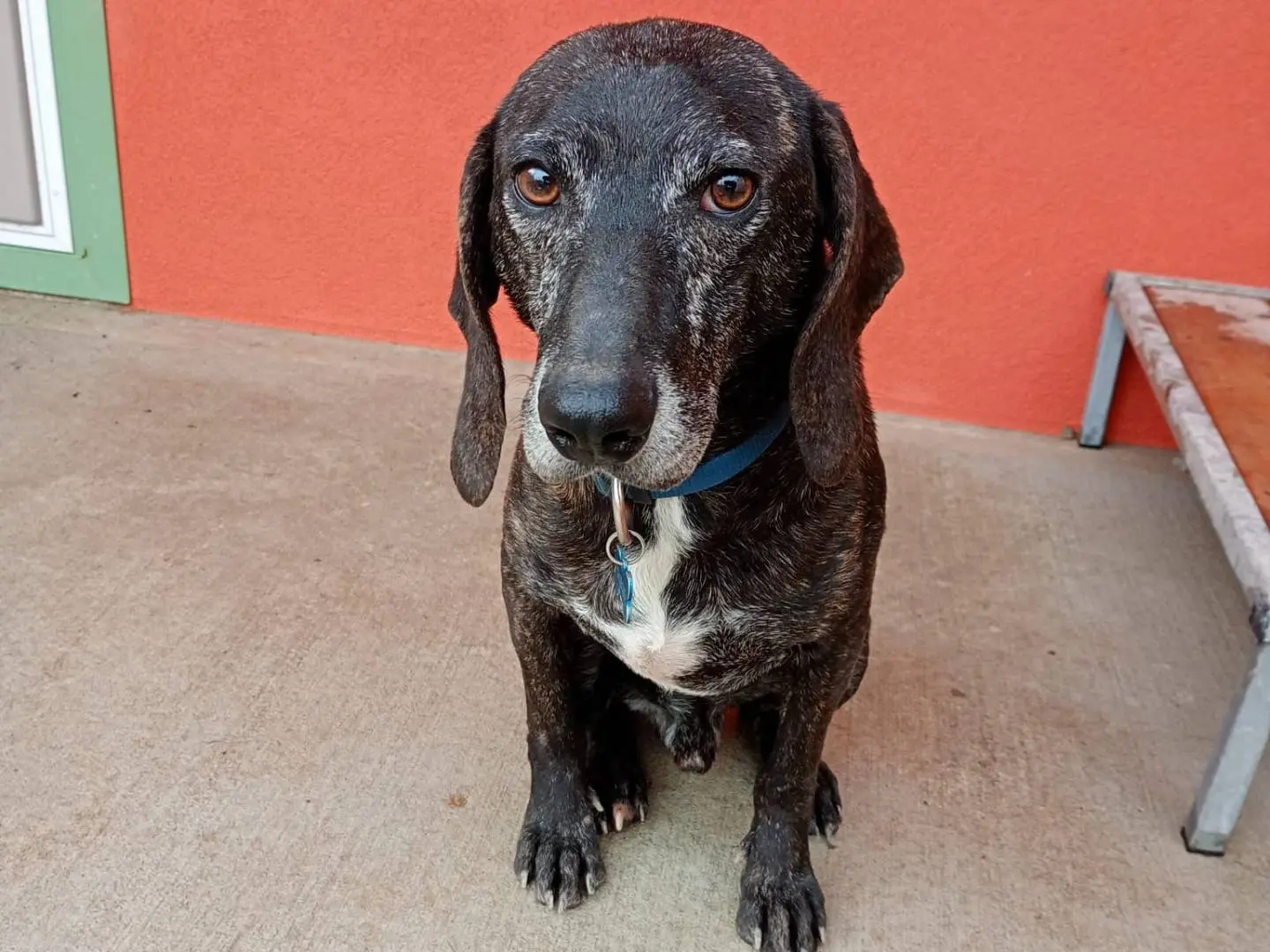 Adotta un cane, maschio, 4 anni e 3 mesi, Milano