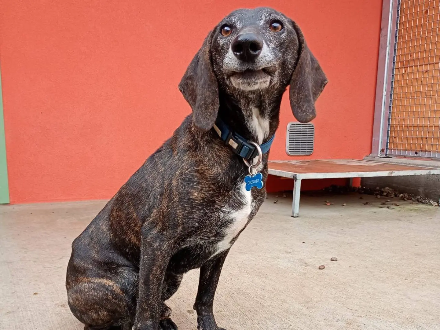 Adotta un cane, taglia media, maschio, Milano
