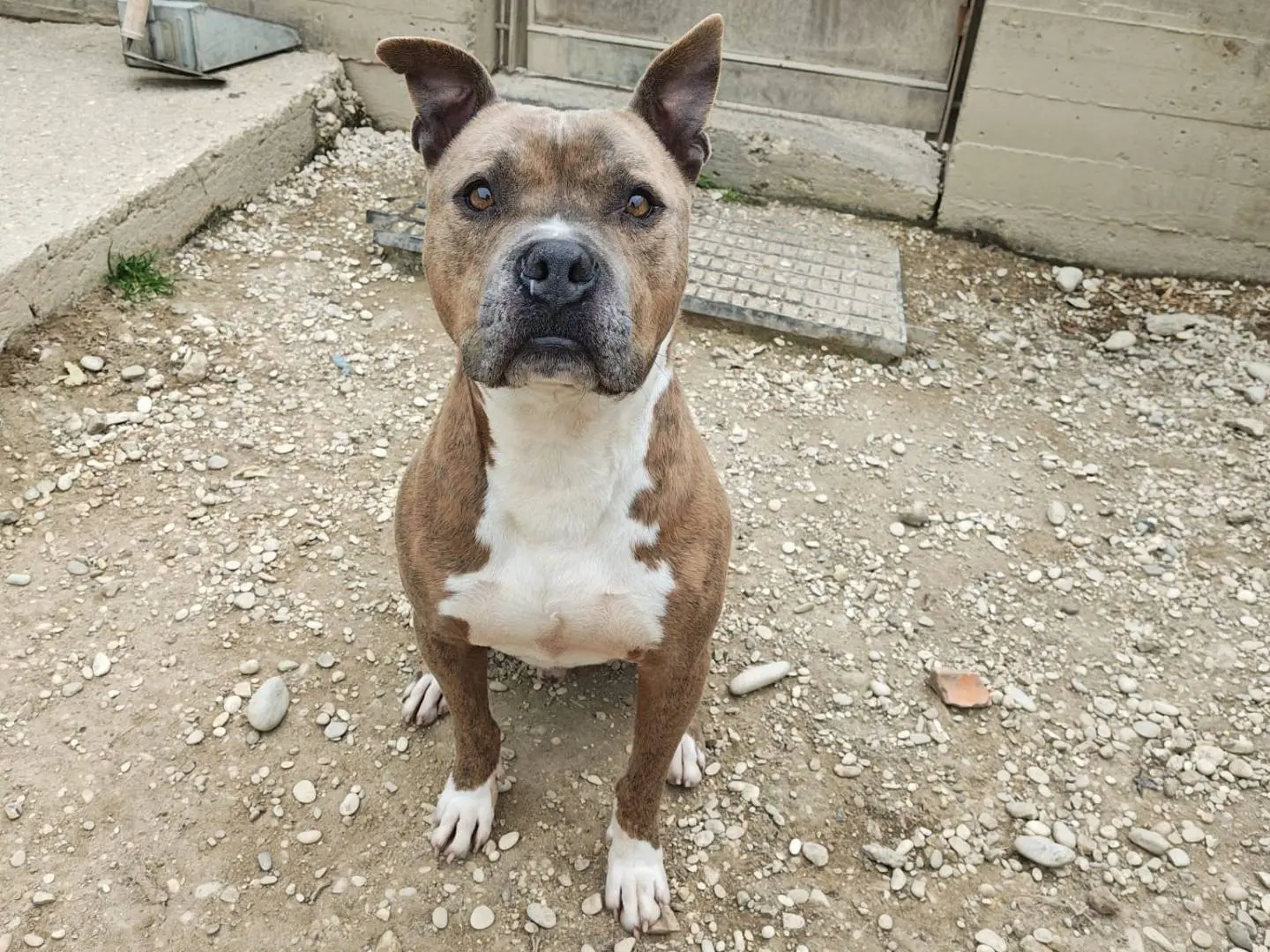 Adozione cane, maschio, Pitbull Razza sconosciuta, 9 anni e 9 mesi, taglia media, Roma
