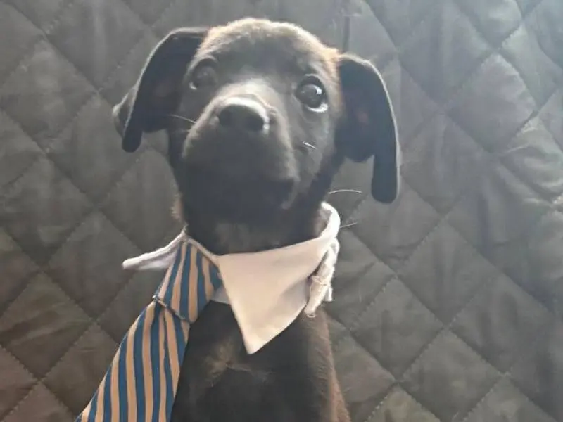 Adotta un cane, maschio, 5 mesi, Firenze