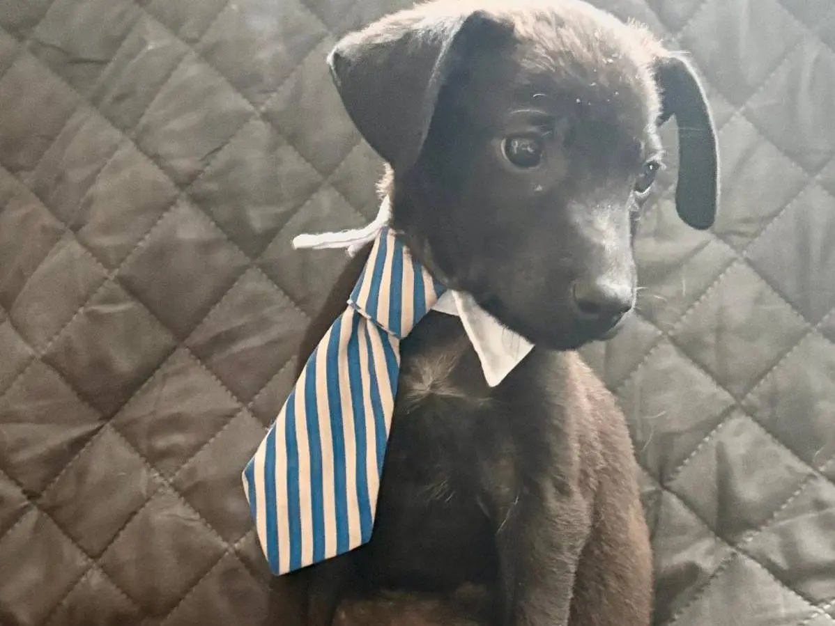 Adozione cane, maschio, Razza sconosciuta Razza sconosciuta, 5 mesi, taglia media contenuta, Firenze