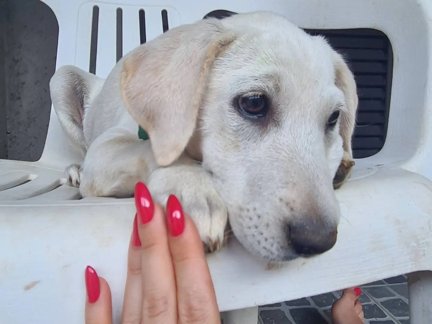 Adotta il cane Seta a Novara