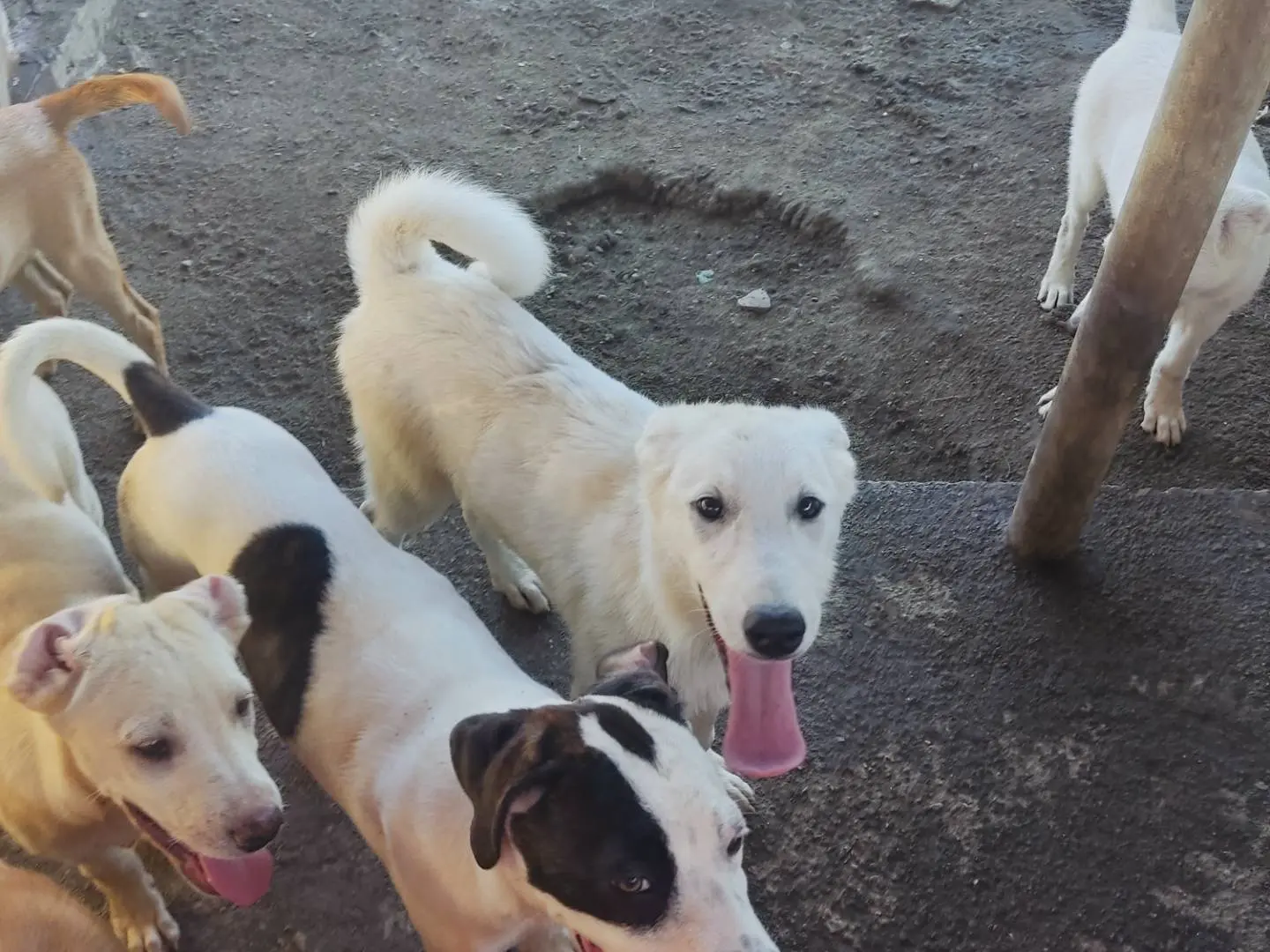 Adozione cane, maschio, Razza sconosciuta Razza sconosciuta, 8 mesi, taglia media, Viterbo