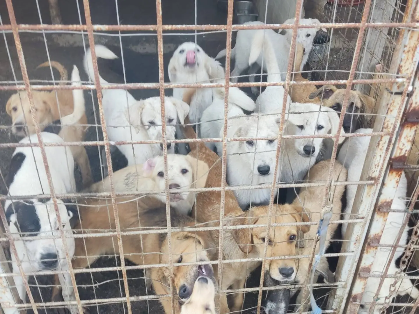 Adotta un cane, maschio, 8 mesi, Viterbo