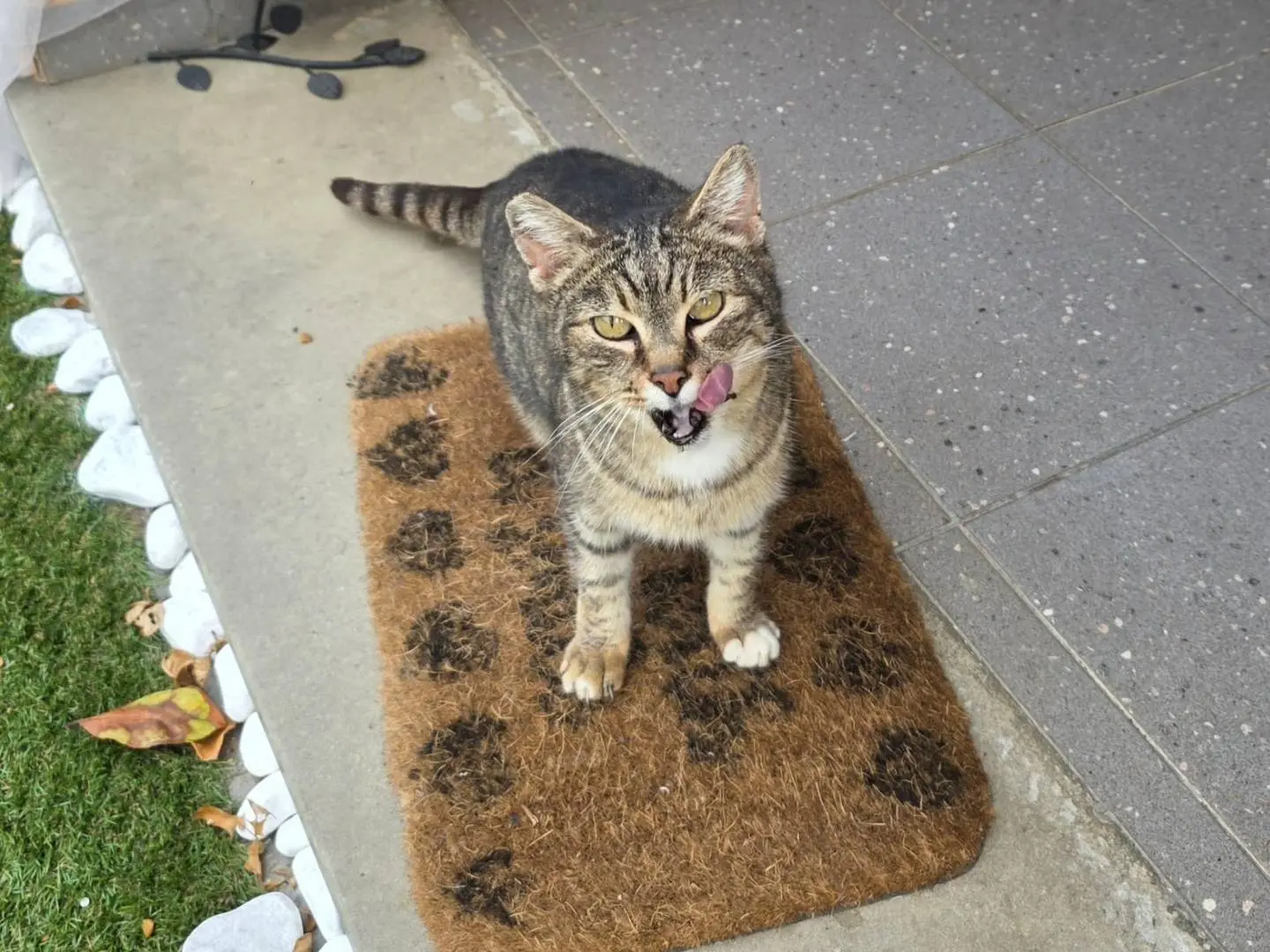 Adotta un gatto, femmina, 12 anni e 9 mesi, Roma