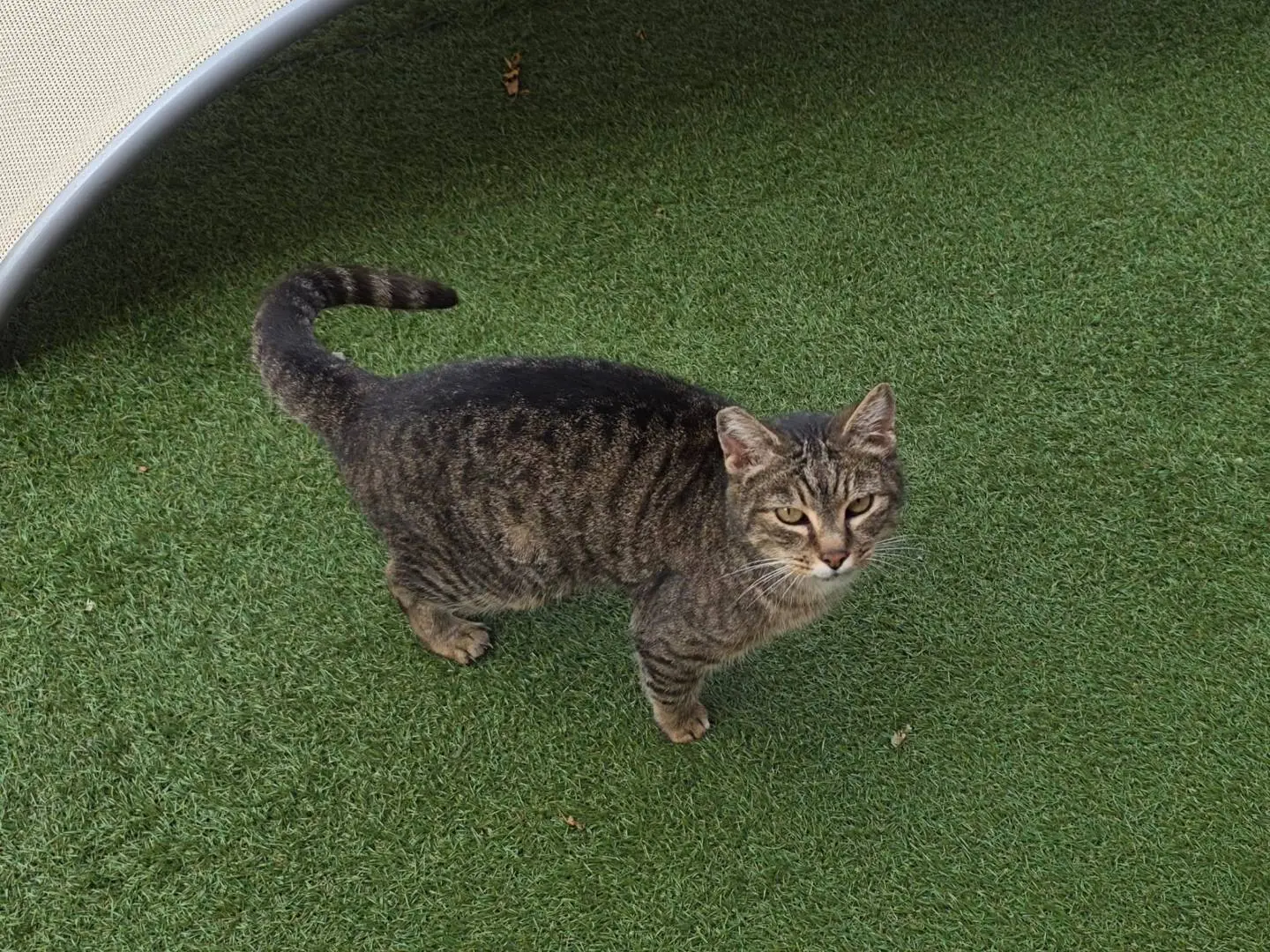 Adozione gatto, femmina, Razza sconosciuta Razza sconosciuta, 12 anni e 9 mesi, taglia non valida, Roma