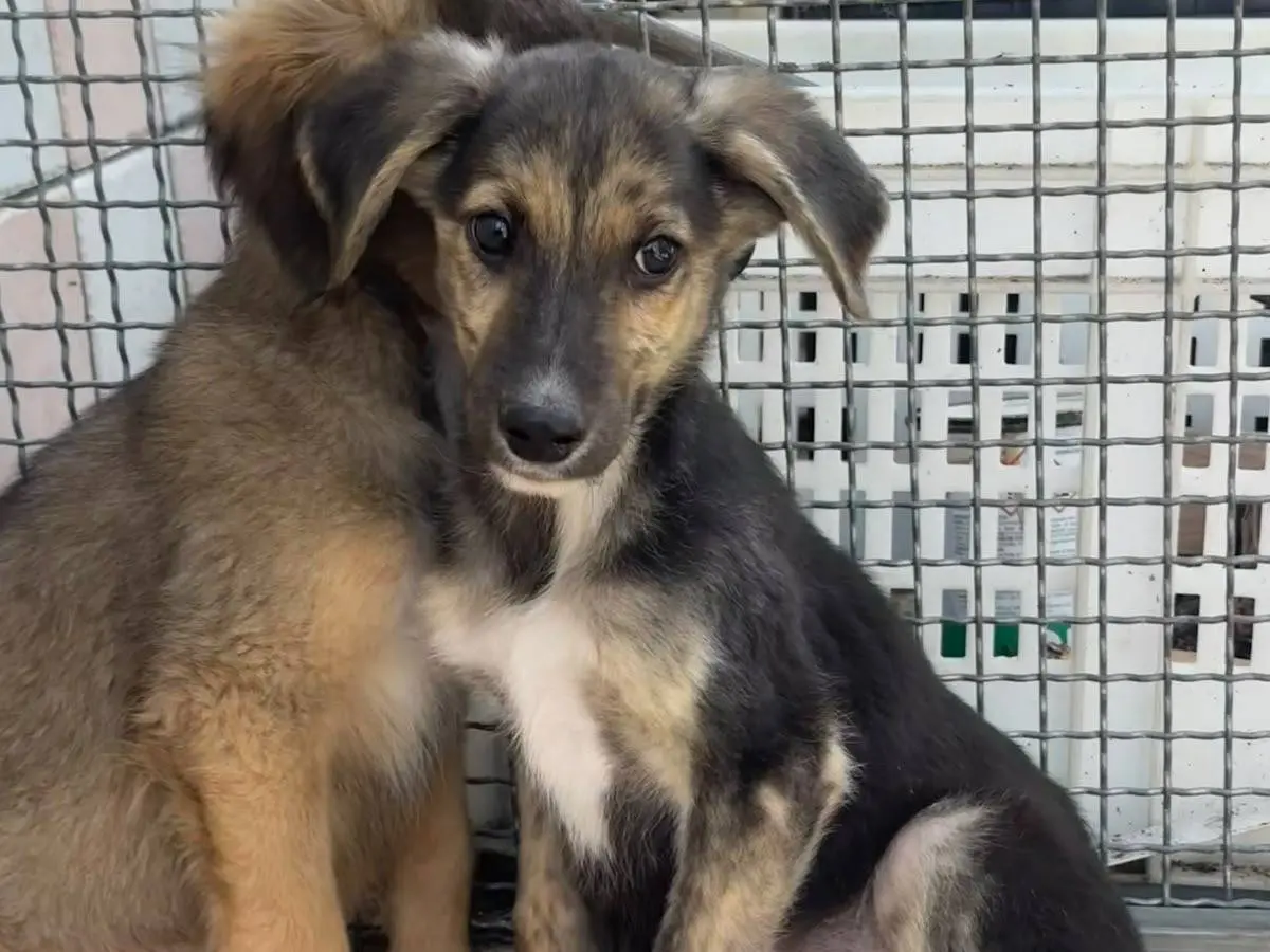 Adotta un cane, maschio, 3 mesi, Salerno