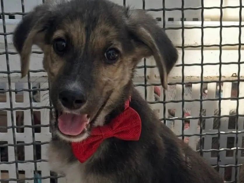 Adotta il cane Otto a Salerno