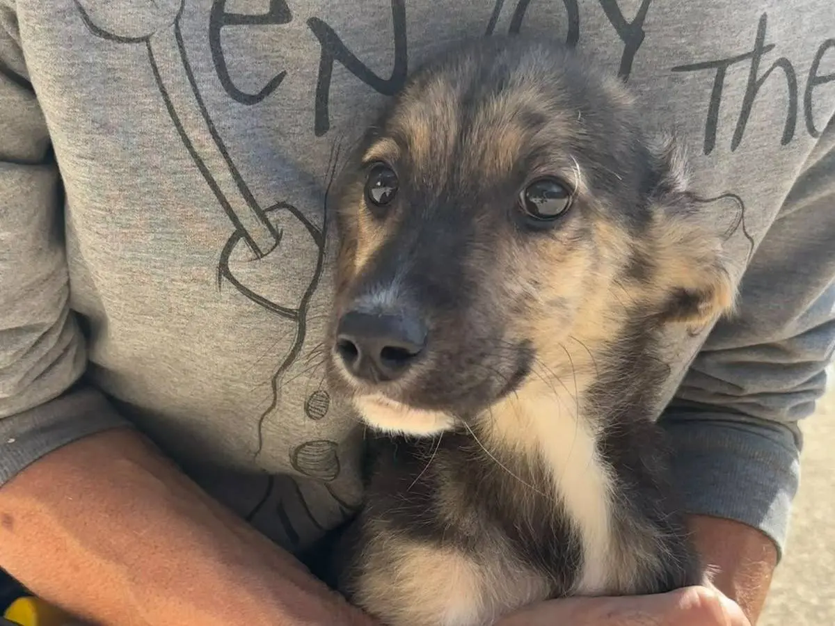 Adotta un cane, taglia media, maschio, Salerno