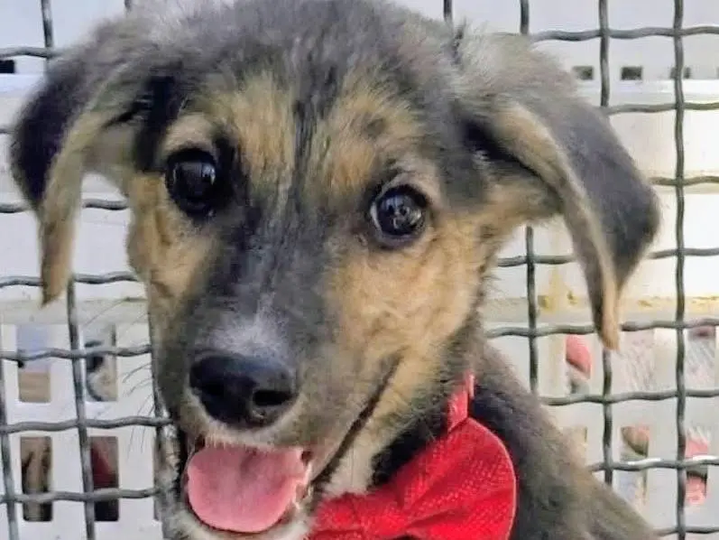 Adozione cane, maschio, Razza sconosciuta Razza sconosciuta, 3 mesi, taglia media, Salerno