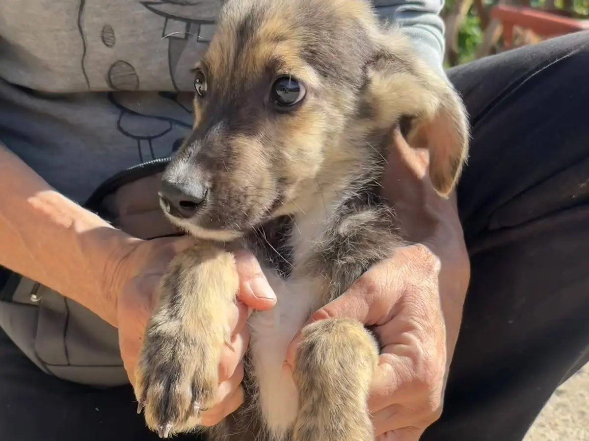 Vuoi adottare un cane a Salerno?