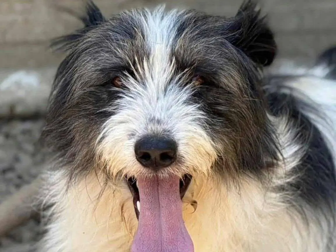 Adozione cane, maschio, Razza sconosciuta Razza sconosciuta, 3 anni e 9 mesi, taglia media, Firenze