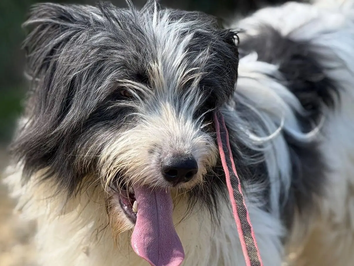 Adotta il cane MORGAN a Firenze