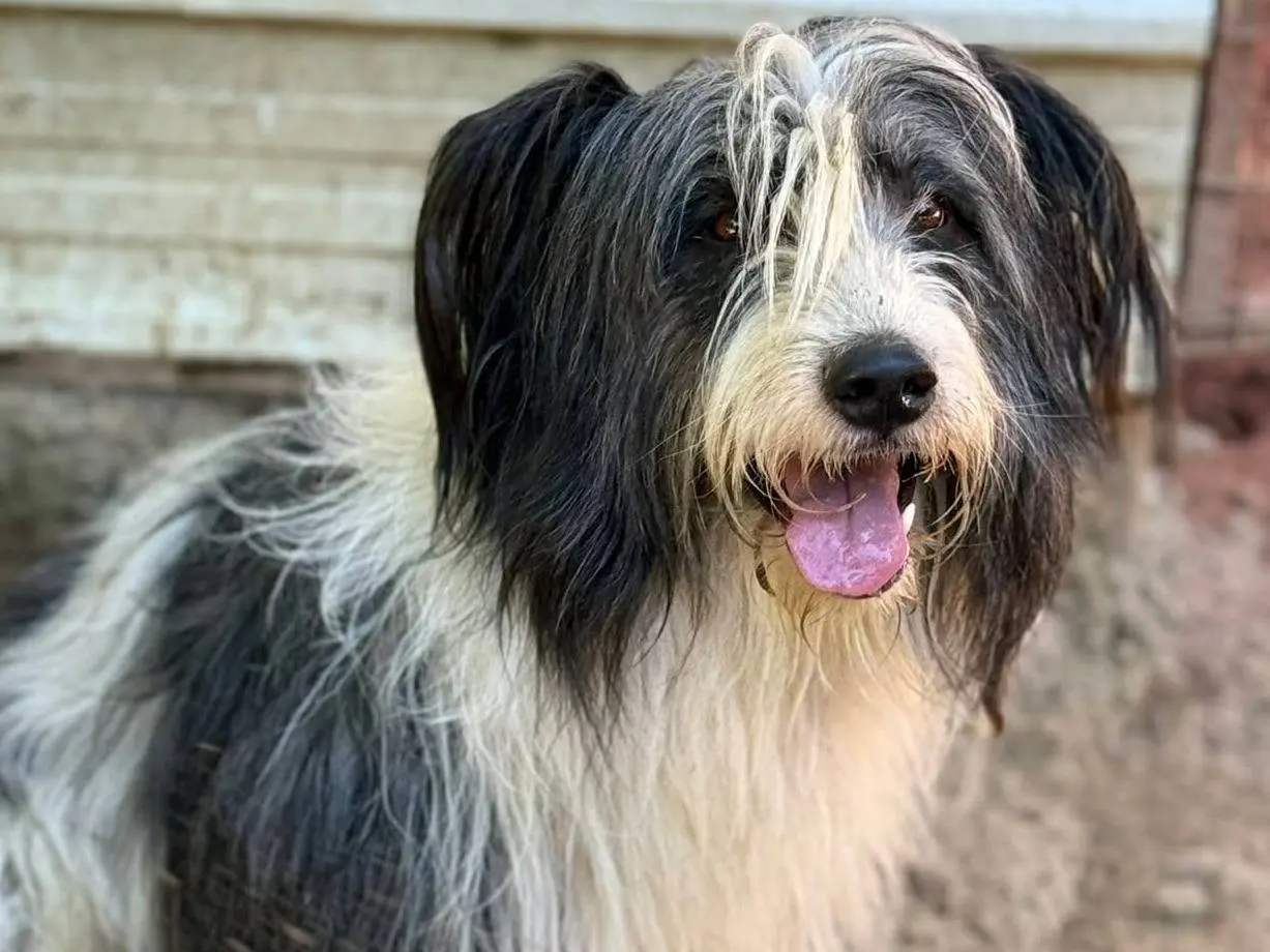 Adotta un cane, taglia media, maschio, Firenze