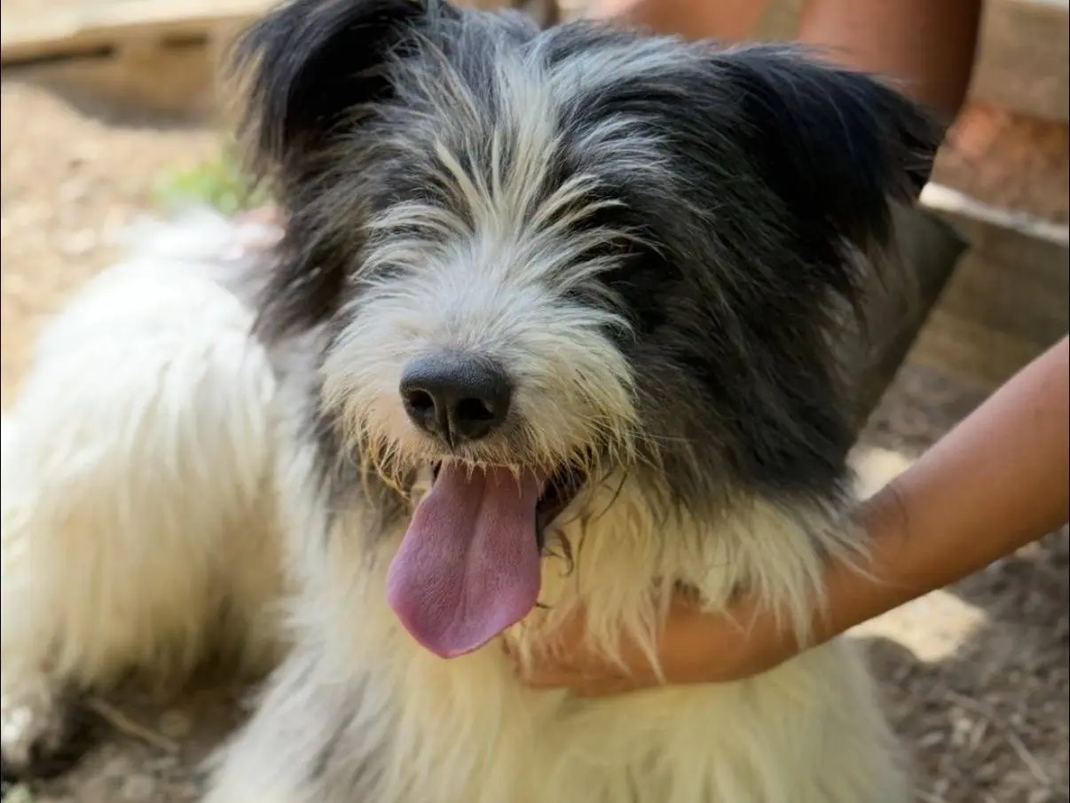 Adotta un cane, maschio, 3 anni e 9 mesi, Firenze