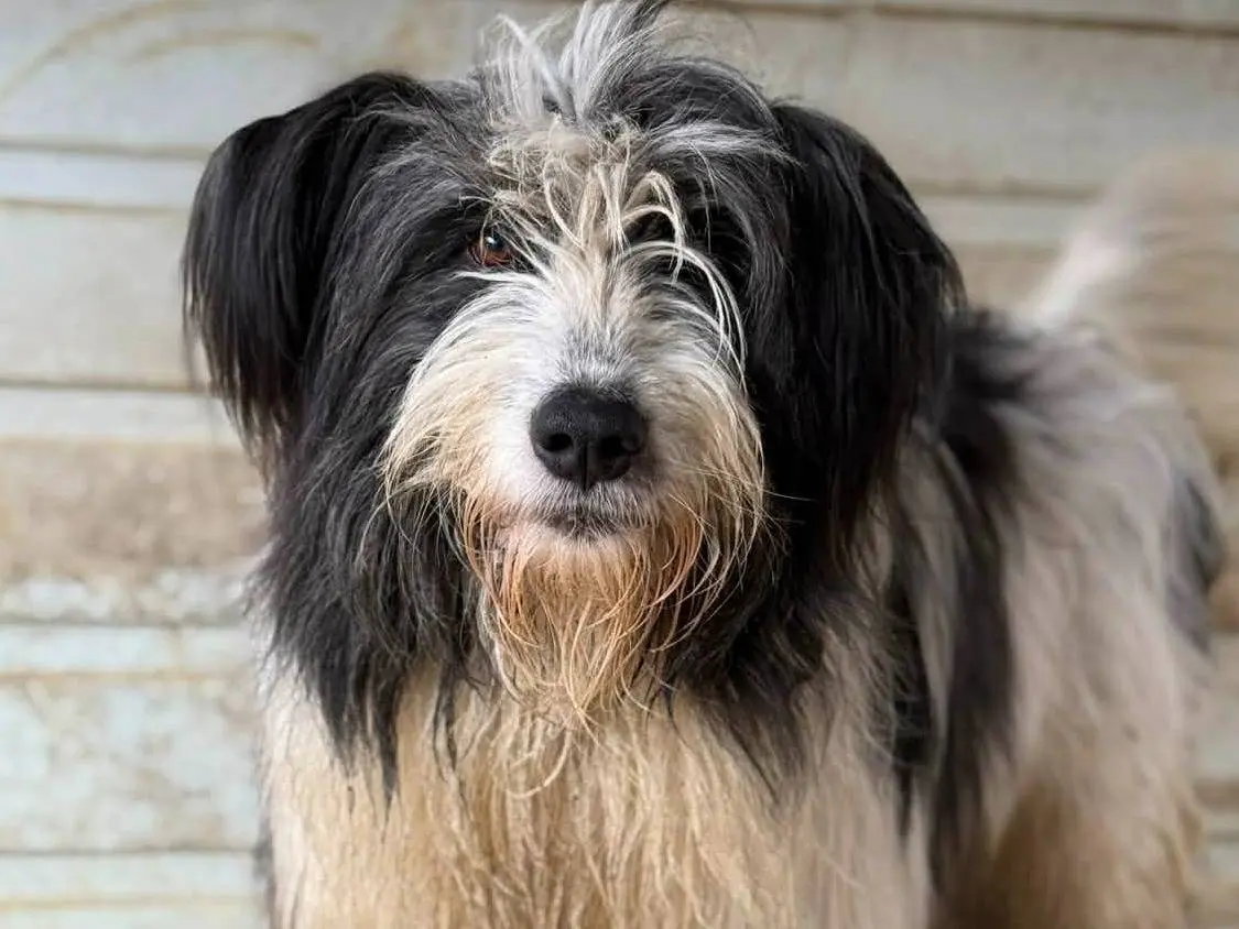 Vuoi adottare un cane a Firenze?