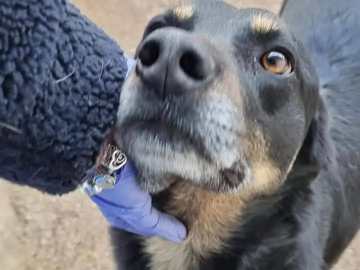 Adotta un cane, taglia media, maschio, Latina