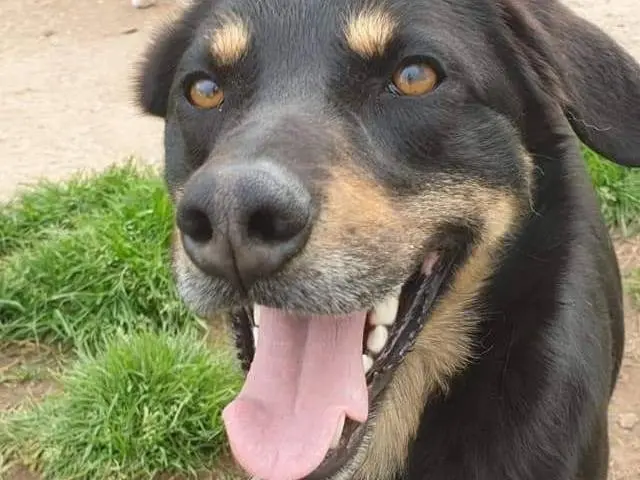 Adotta un cane, maschio, 7 anni e 11 mesi, Latina