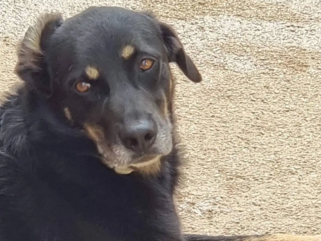 Adozione cane, maschio, Razza sconosciuta Razza sconosciuta, 7 anni e 11 mesi, taglia media, Latina