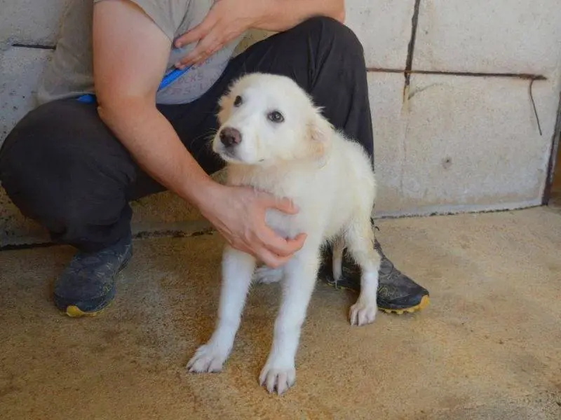 Adotta un cane, taglia media, femmina, Roma