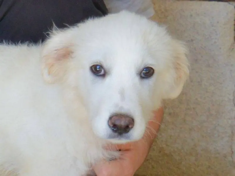 Adozione cane, femmina, Razza sconosciuta Razza sconosciuta, 7 mesi, taglia media, Roma