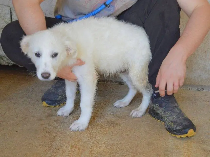Adotta il cane Pixie a Roma