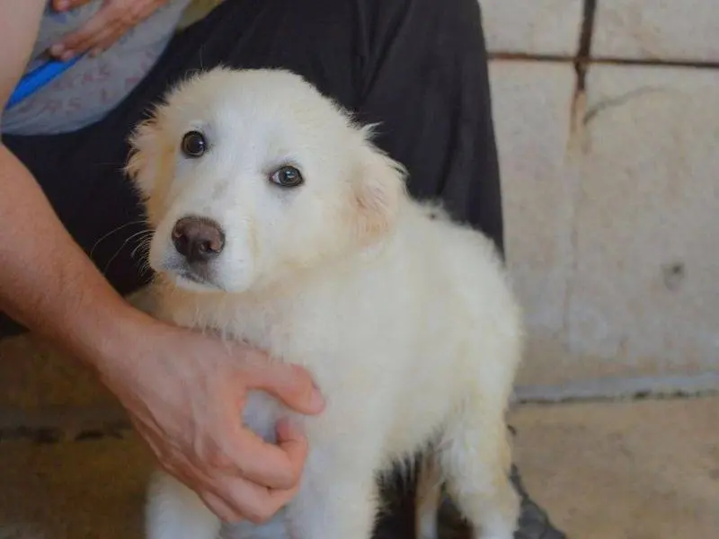 Adotta un cane, femmina, 7 mesi, Roma