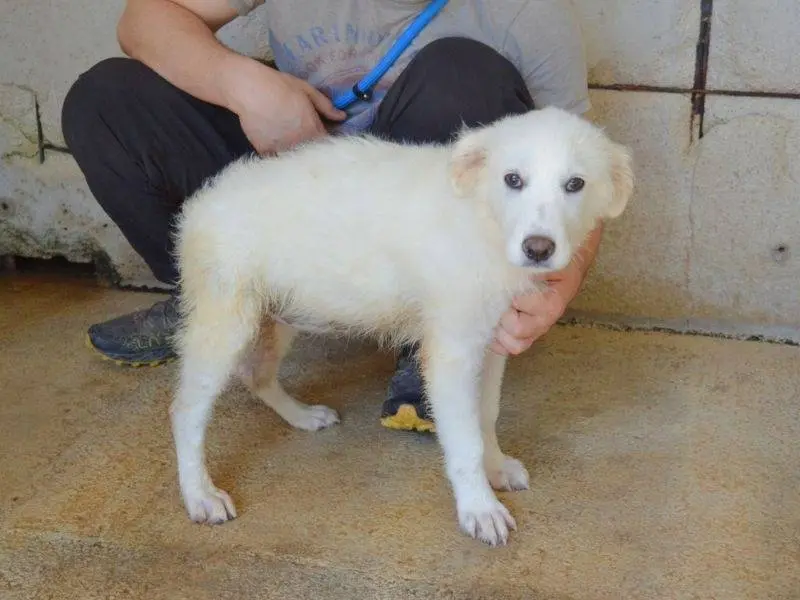 Vuoi adottare un cane a Roma?