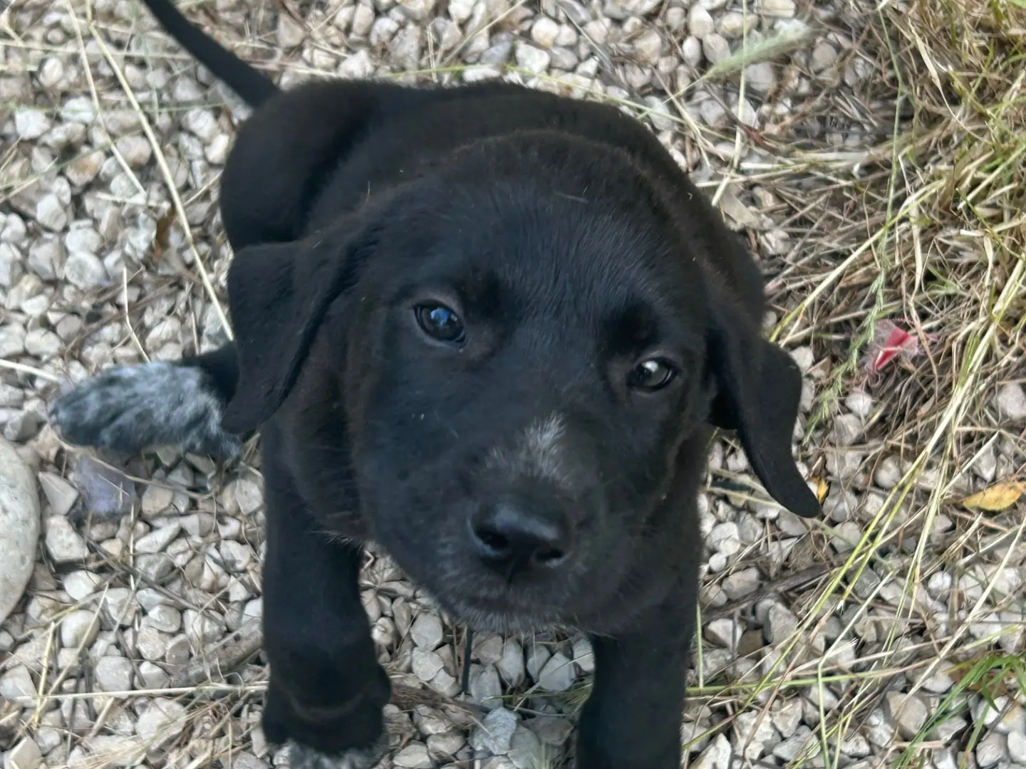 Vuoi adottare un cane a Laquila?