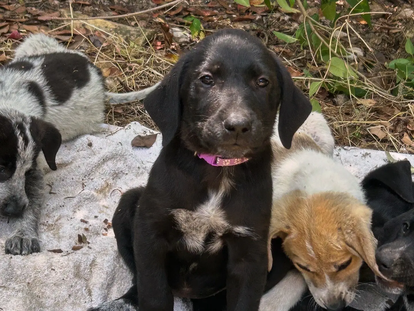 Adozione cane, femmina, Razza sconosciuta Razza sconosciuta, 1 anno e 4 mesi, taglia media, Laquila