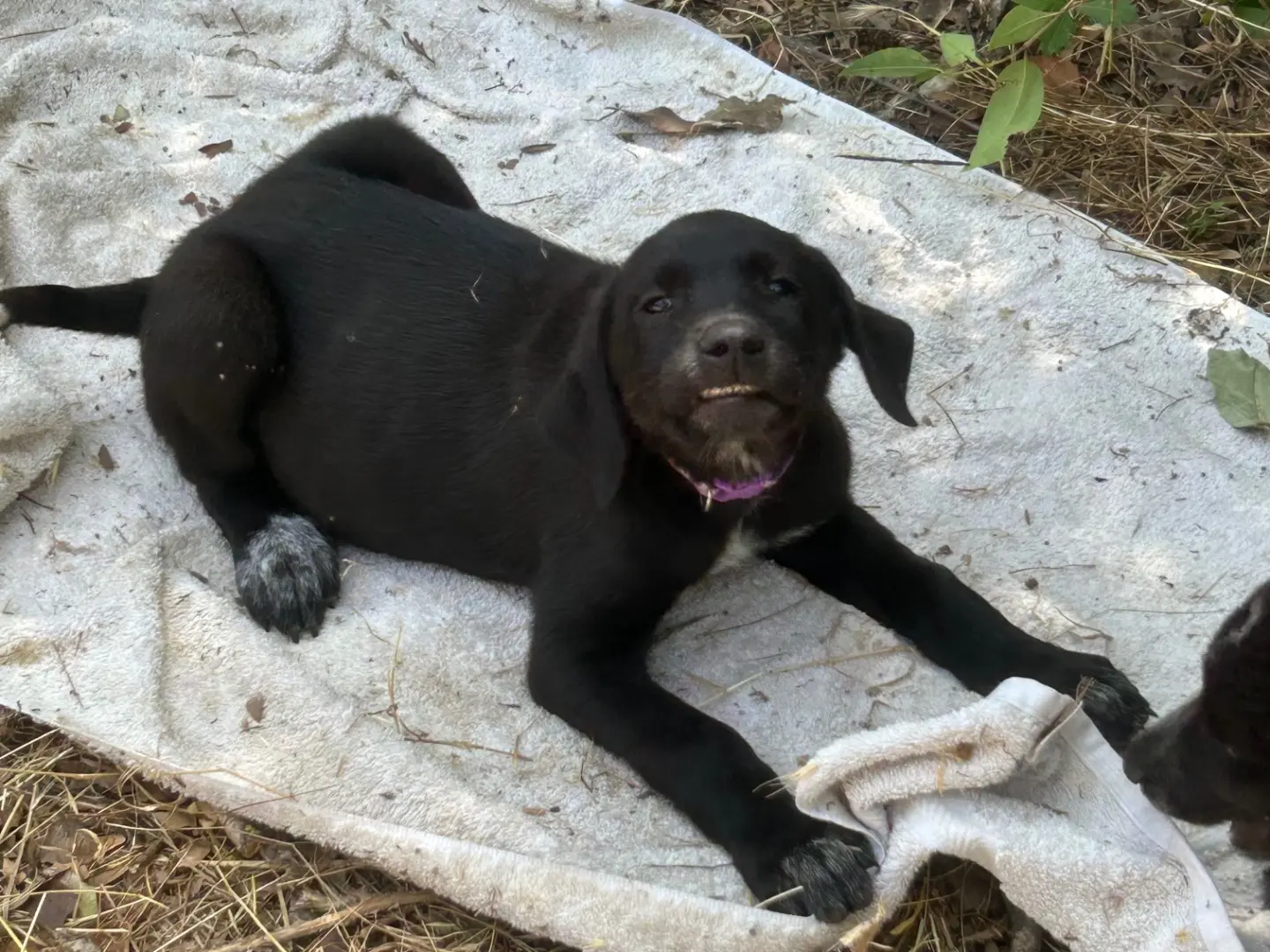 Adotta un cane, taglia media, femmina, Laquila