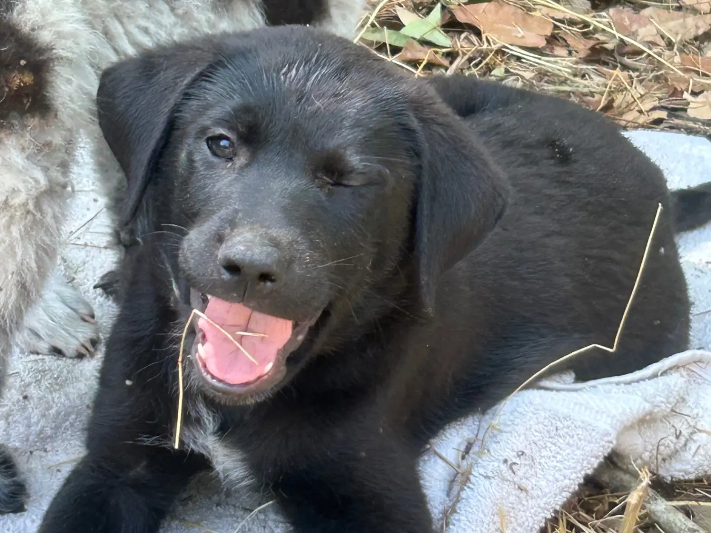 Adotta un cane, femmina, 1 anno e 4 mesi, Laquila