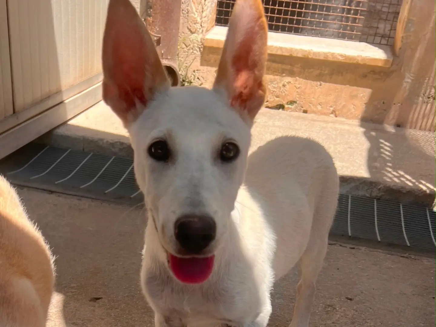 Adozione cane, femmina, Razza sconosciuta Razza sconosciuta, 6 mesi, taglia media contenuta, Taranto