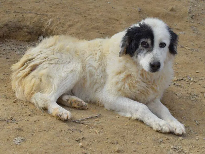 Adotta un cane, femmina, 14 anni e 11 mesi, Matera