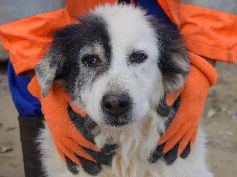 Adozione cane, femmina, Razza sconosciuta Razza sconosciuta, 14 anni e 11 mesi, taglia media, Matera