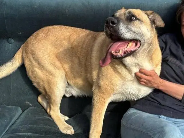 Adotta un cane, maschio, 11 anni e 8 mesi, Milano