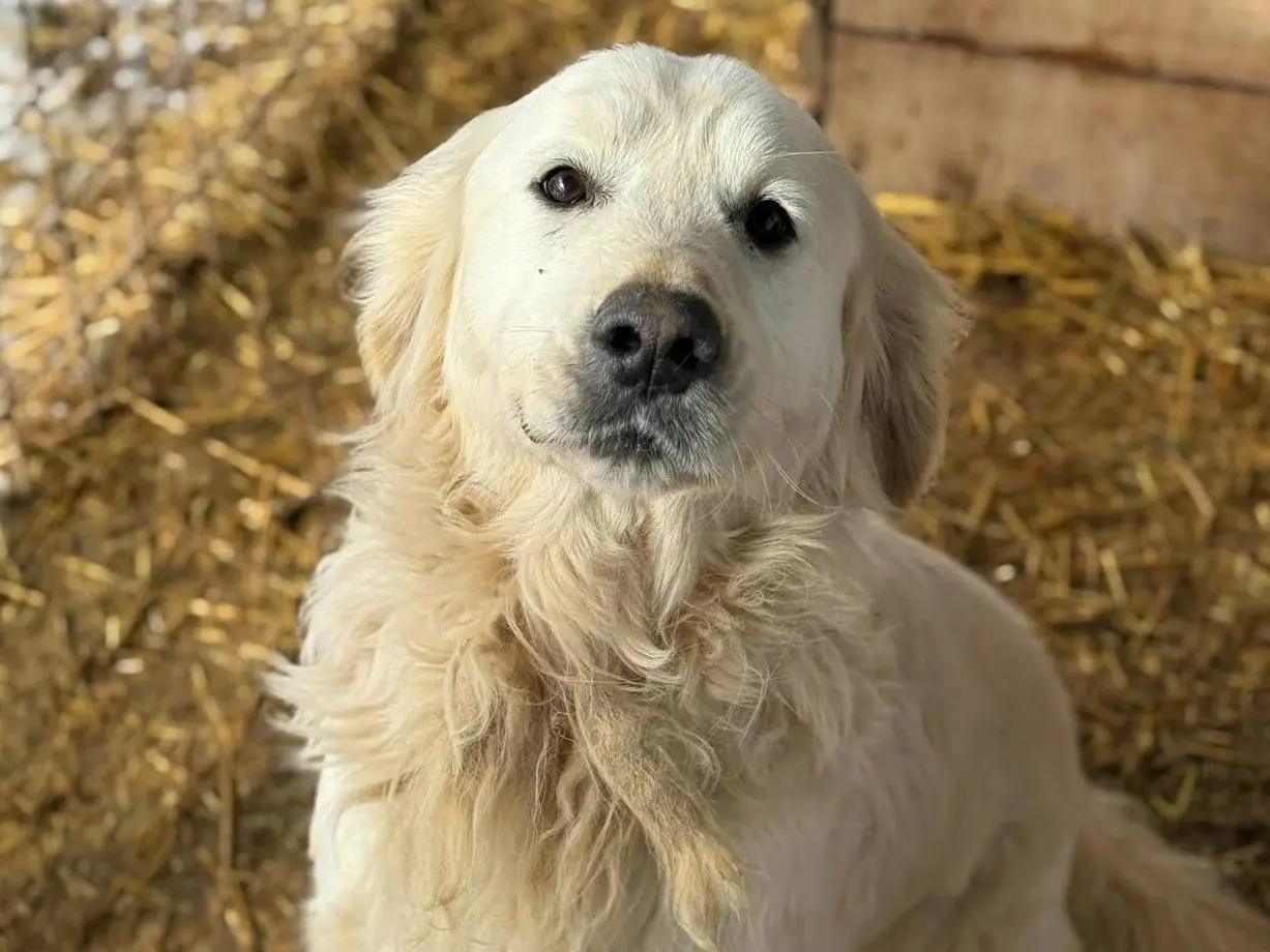 Adozione cane, maschio, Golden Retriever Razza sconosciuta, 4 anni e 5 mesi, taglia grande, Firenze