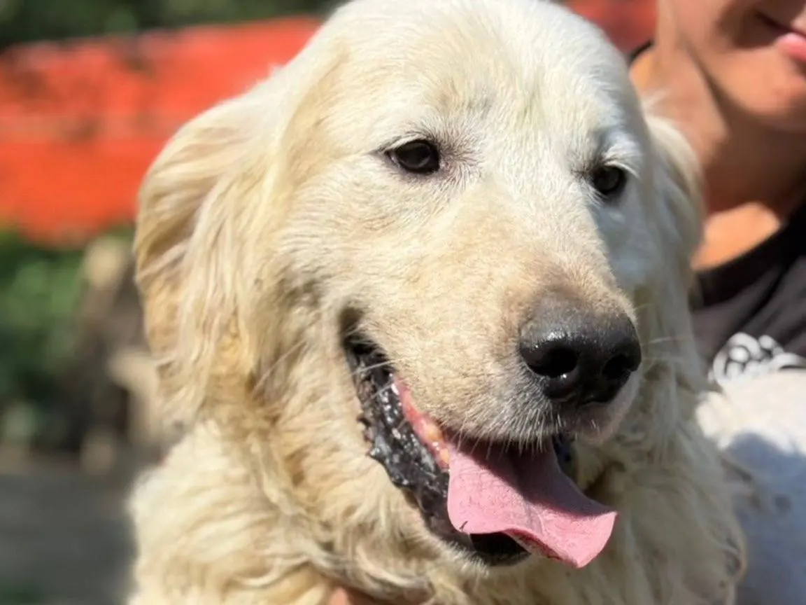 Adotta un cane, taglia grande, maschio, Firenze