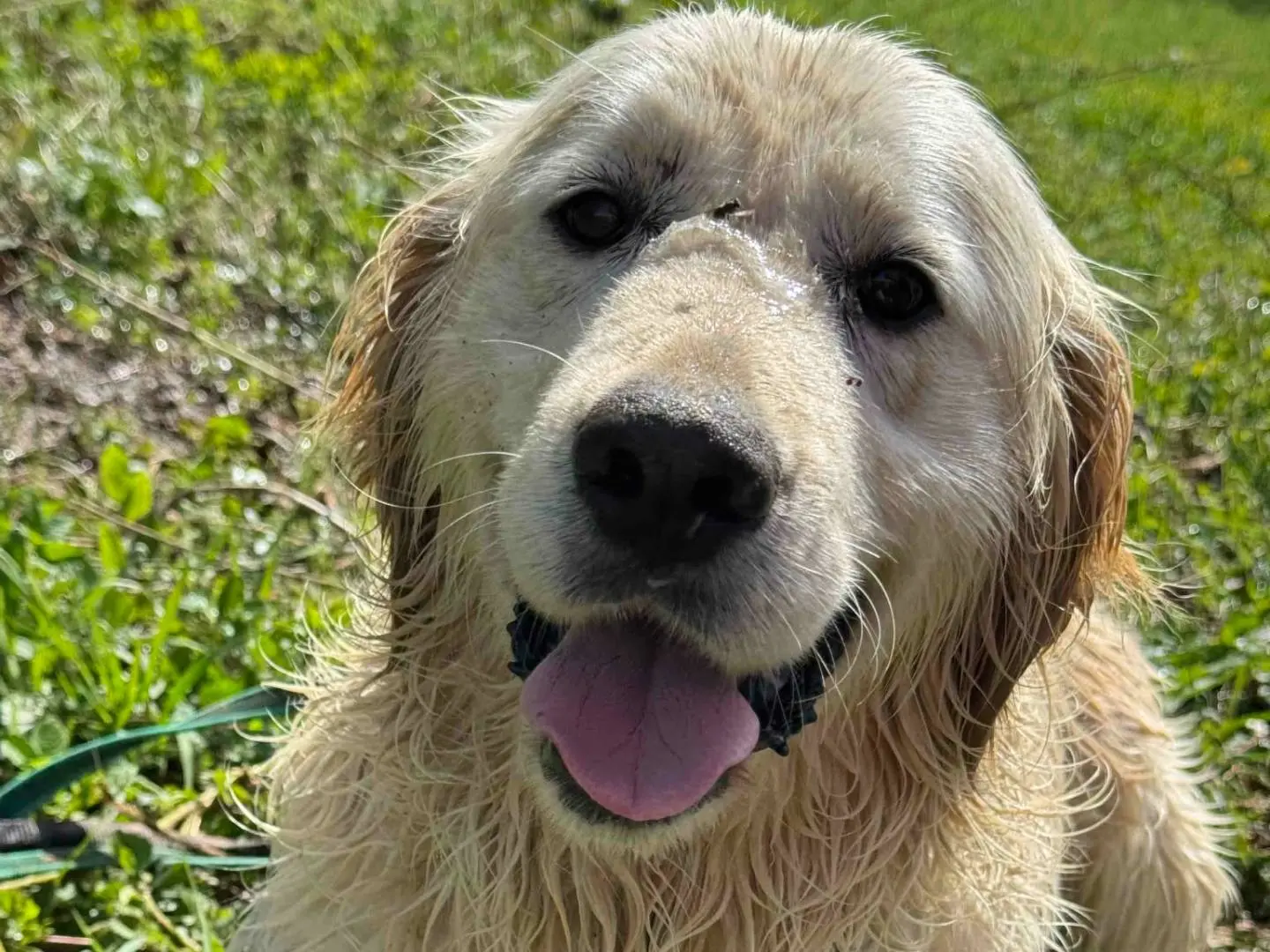 Vuoi adottare un cane a Firenze?
