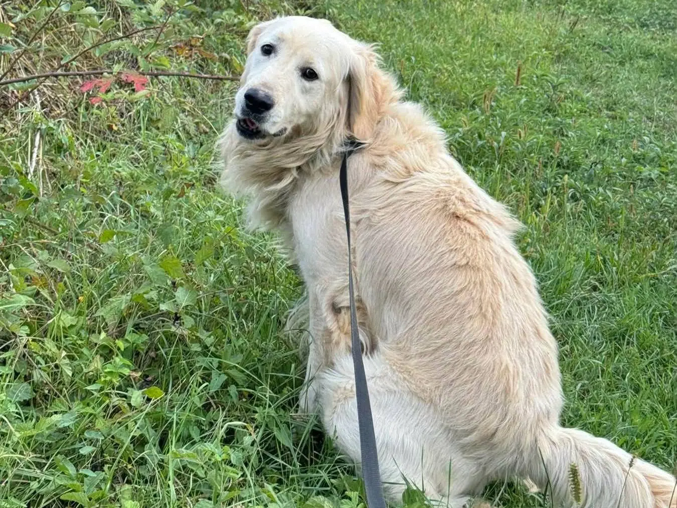 Adotta il cane MARLON a Firenze