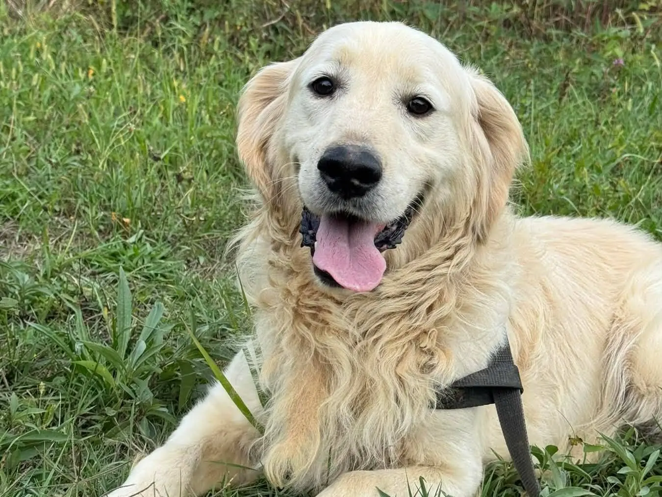 Adotta un cane, maschio, 4 anni e 5 mesi, Firenze