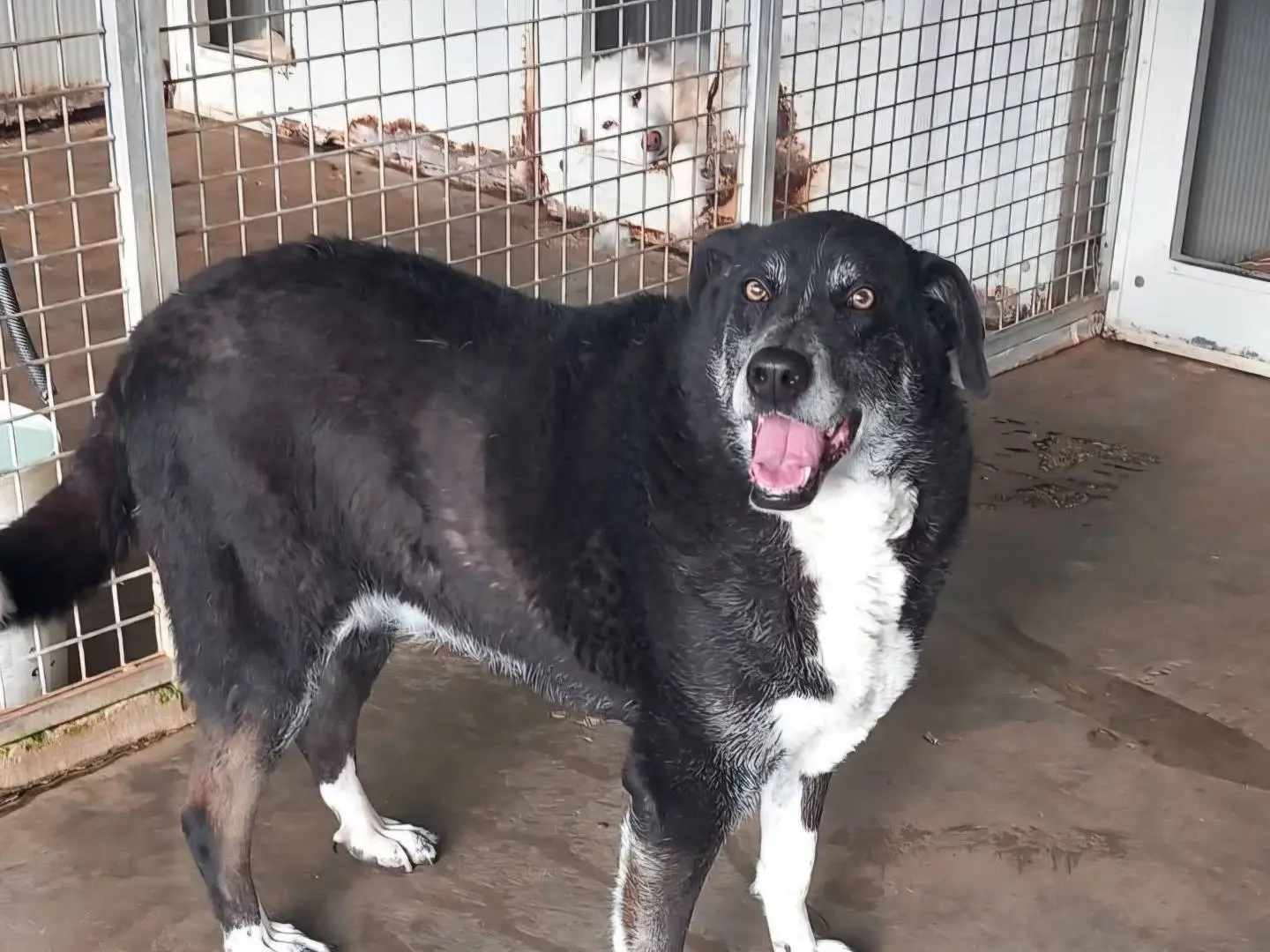 Adotta un cane, femmina, 13 anni e 5 mesi, Terni