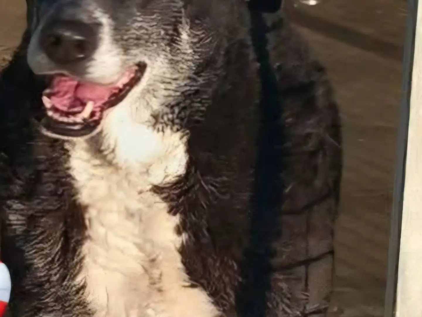 Adotta un cane, taglia gigante, femmina, Terni