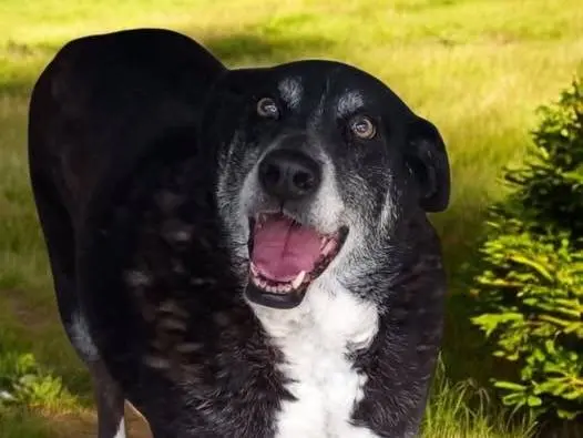 Adozione cane, femmina, Razza sconosciuta Razza sconosciuta, 13 anni e 5 mesi, taglia gigante, Terni