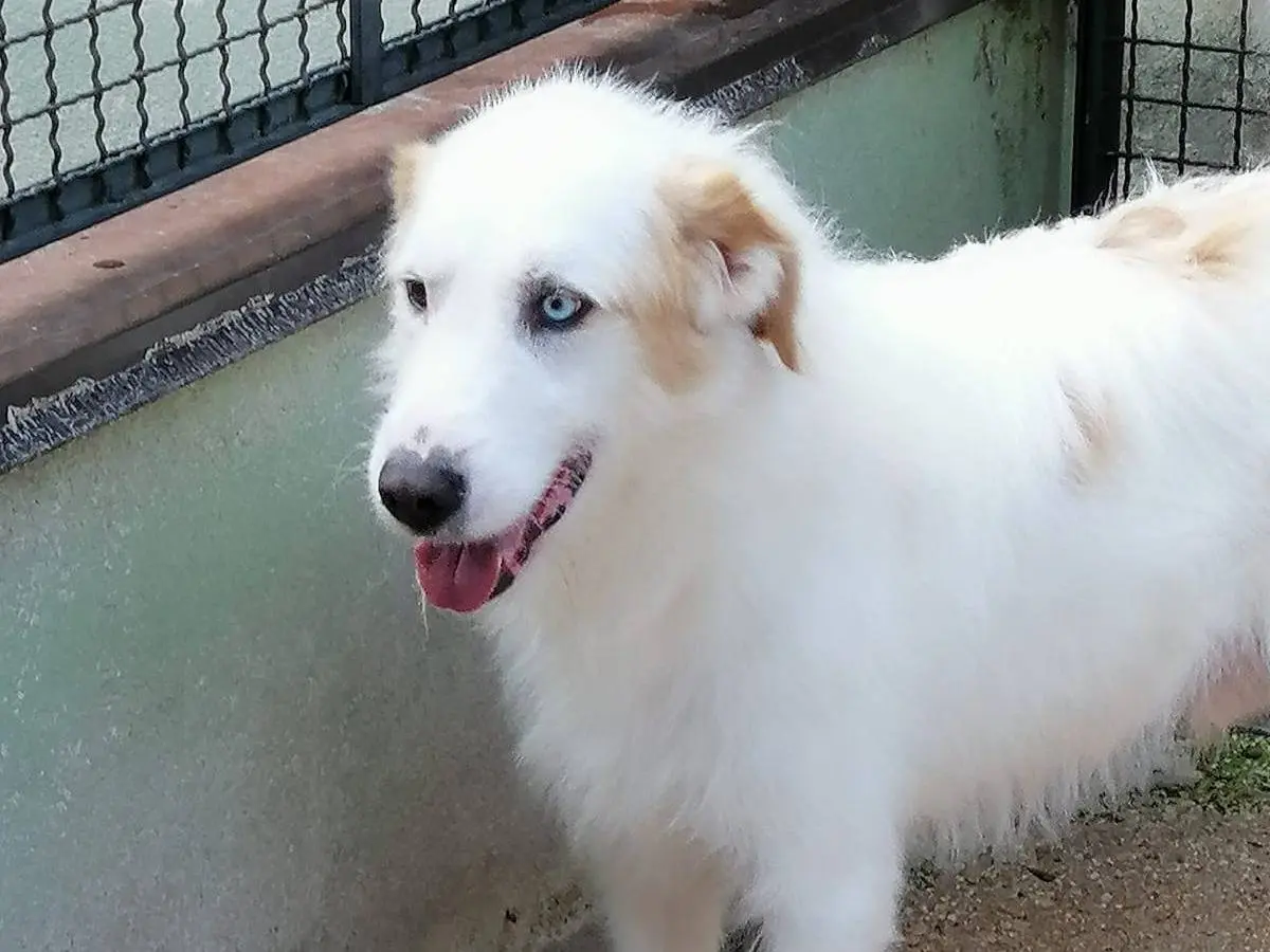Vuoi adottare un cane a Avellino?