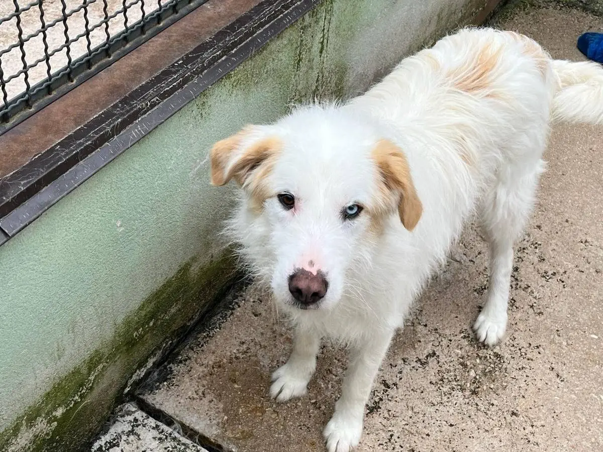 Adotta un cane, taglia media, maschio, Avellino