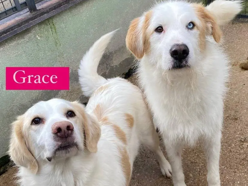 Adozione cane, maschio, Razza sconosciuta Razza sconosciuta, 5 anni e 10 mesi, taglia media, Avellino