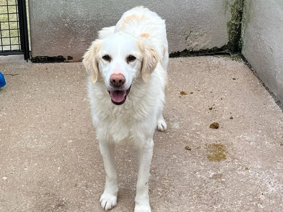 Adotta un cane, maschio, 5 anni e 10 mesi, Avellino