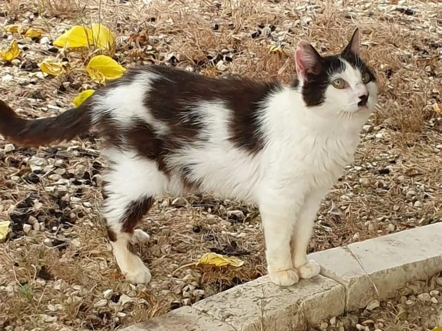 Foto 3 dell'animale
