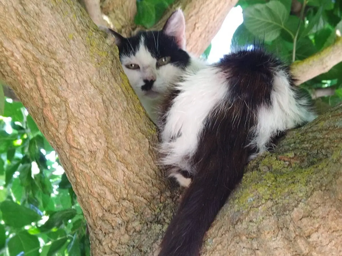 Vuoi adottare un gatto a Ravenna?